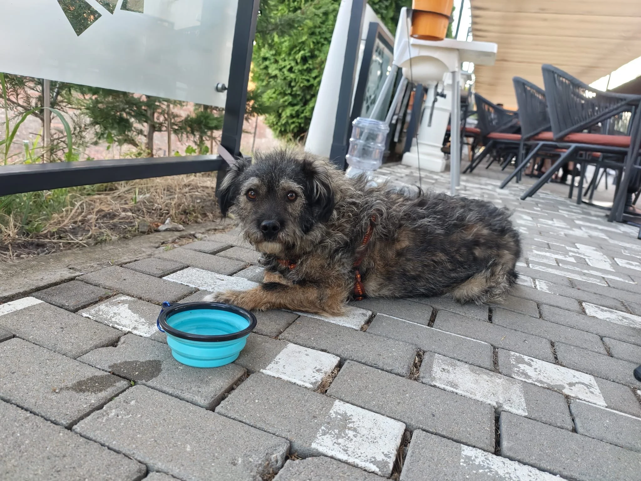 Rufus_7c74e480-44d5-46ac-991d-ee0a4c1d3cba.JPG