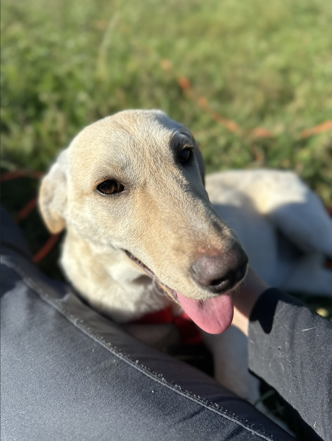 Prillan f.d. Annifrid