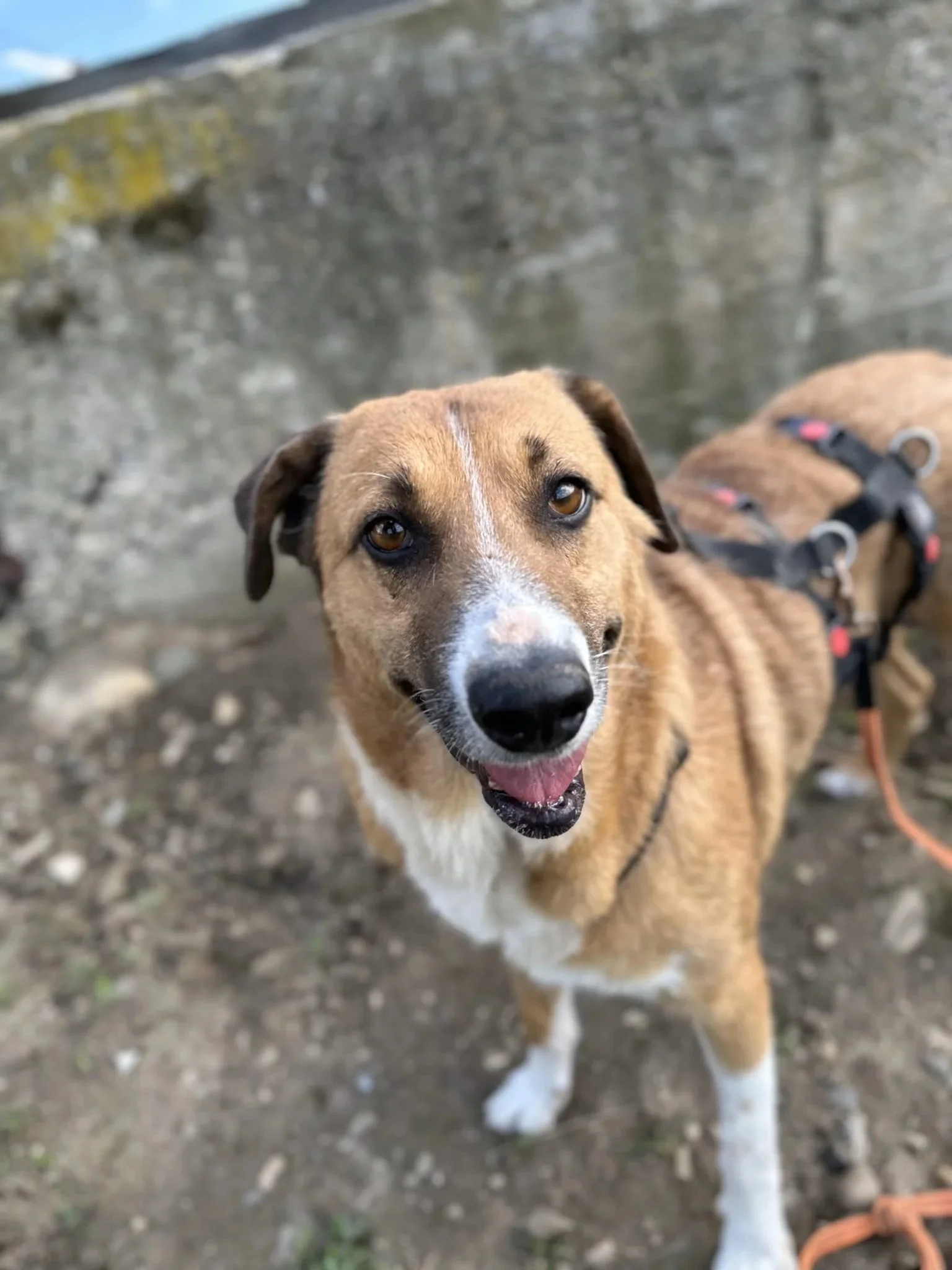 Kelly f.d. Grace Kelly