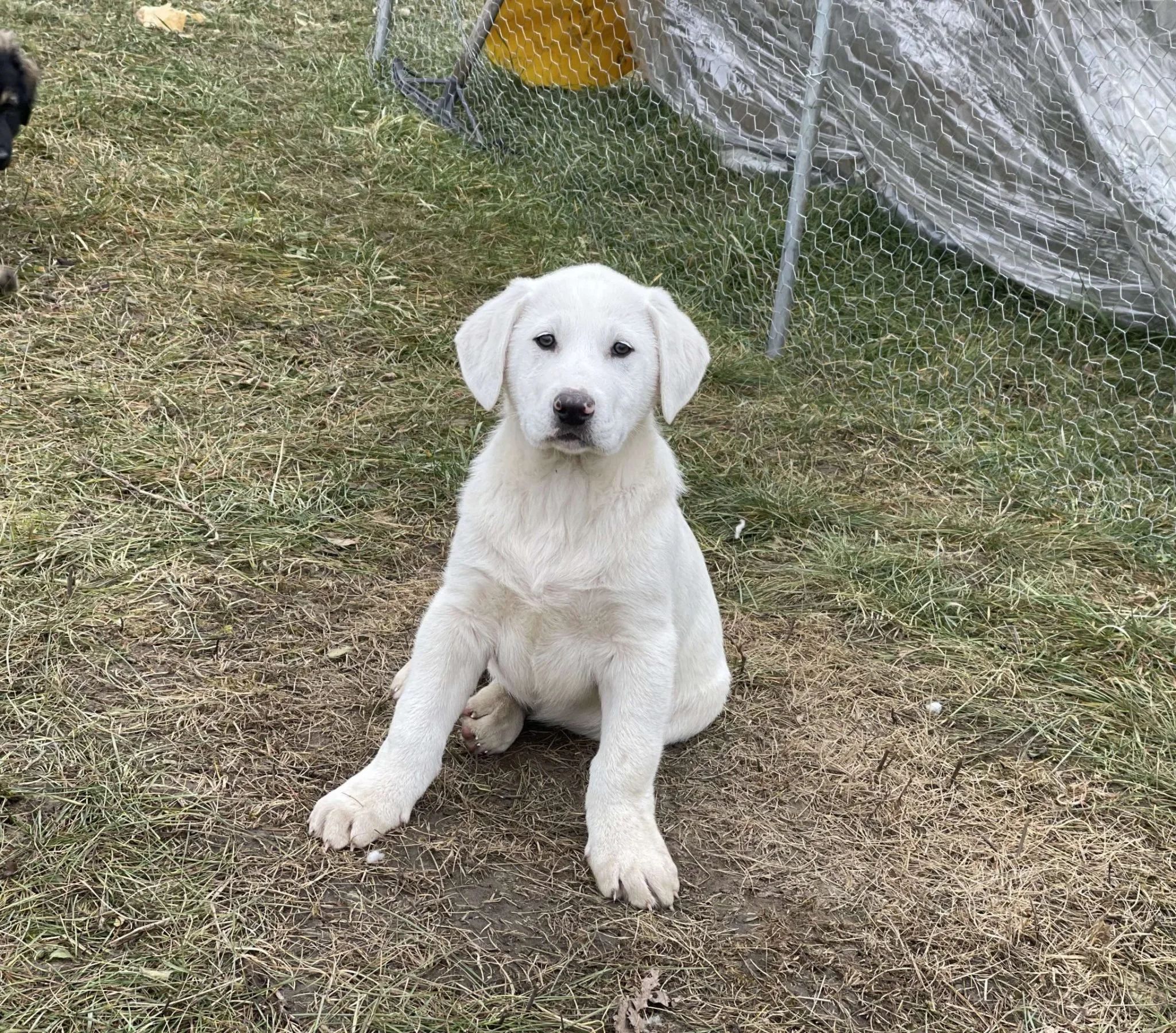 Akkoset f.d. Lionell