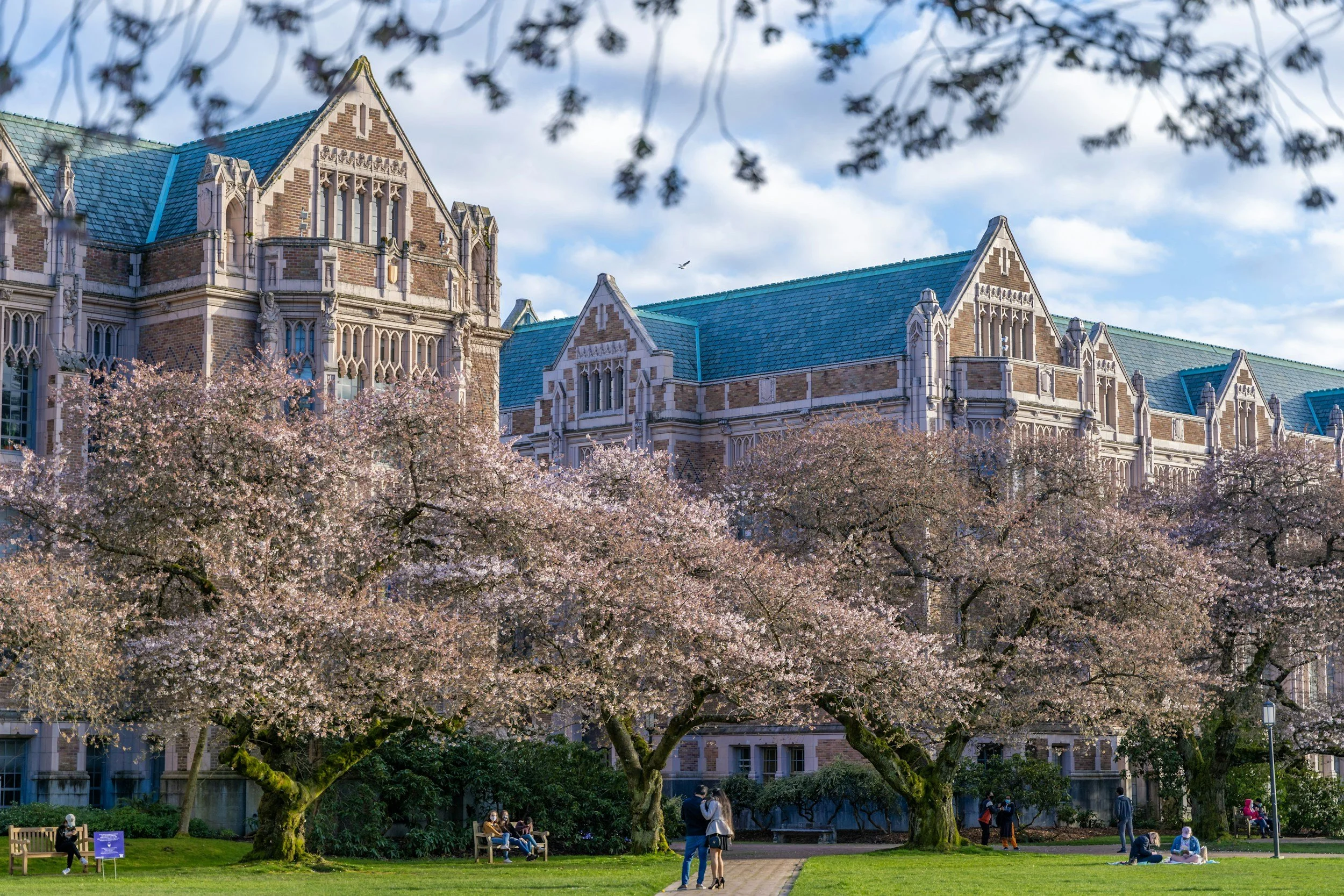 University campus with Gothic-style buildings and cherry blossom trees in bloom.