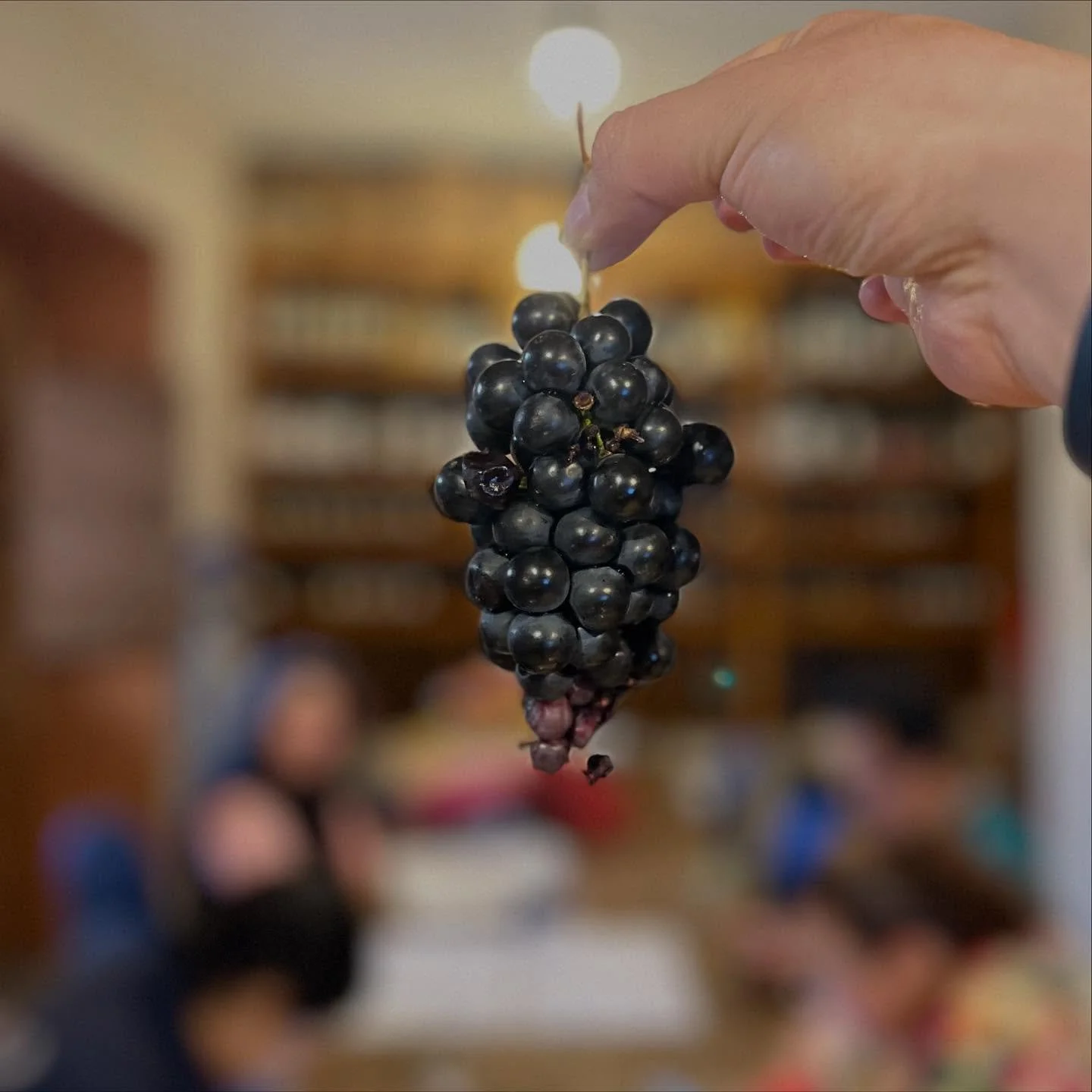 Nuestros alumnos del curso &ldquo;Uvas y Vinos&rdquo; probaron la uva Syrah, reci&eacute;n cortada en el vi&ntilde;edo. 🍇😋
