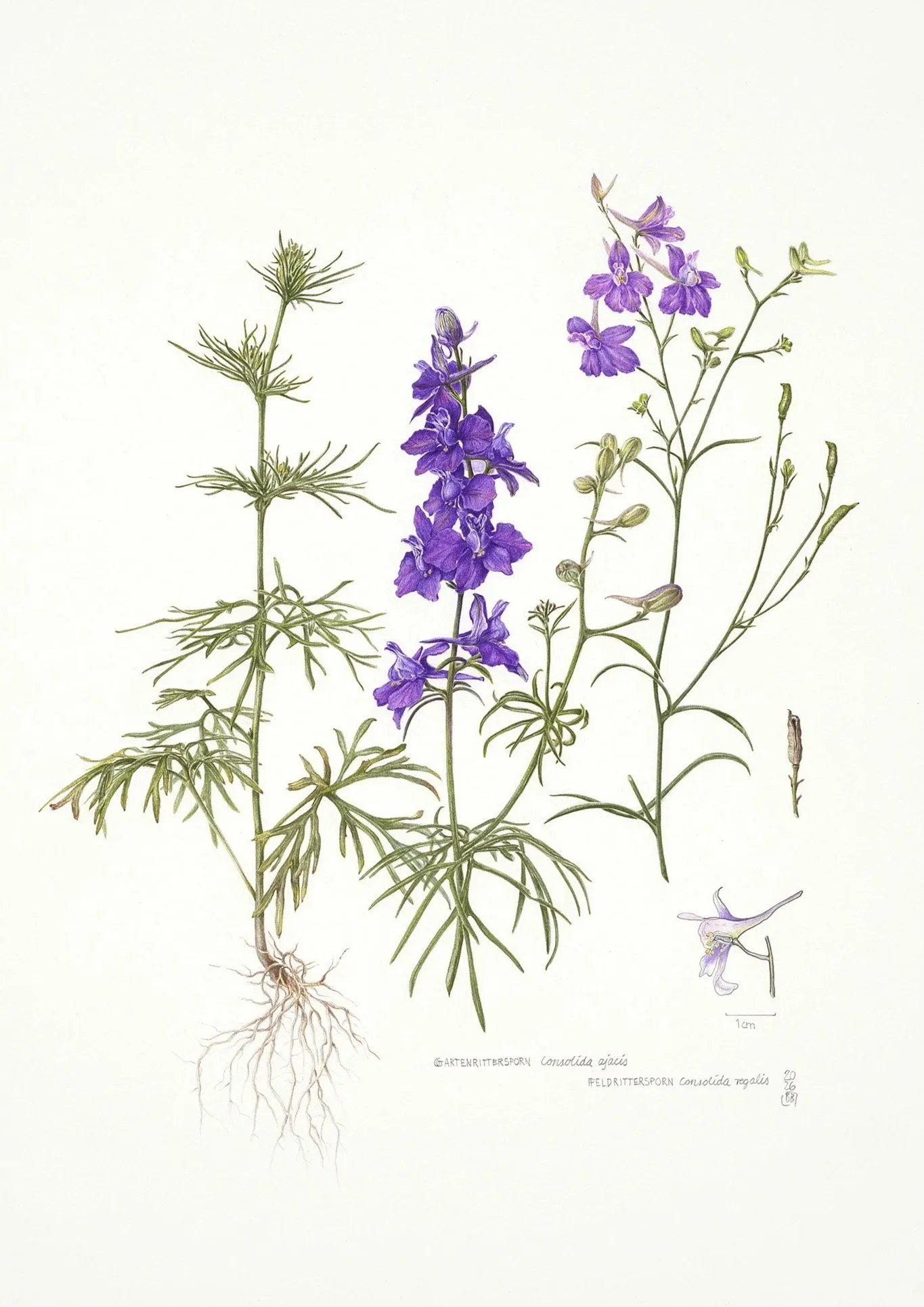 Feldrittersporn, Consolida regalis, Farbstift auf Papier, 40x50cm, 2026