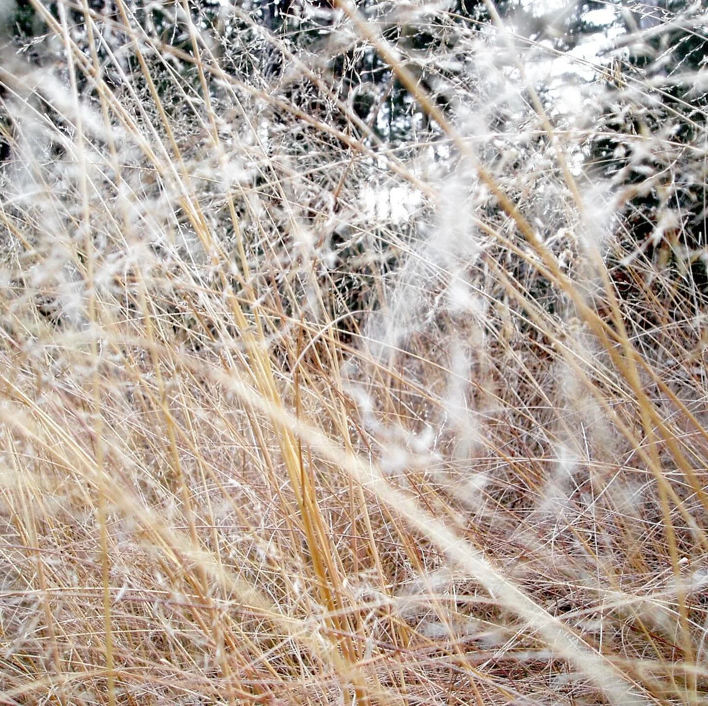 For Bandcamp Friday, i just uploaded a live set from December 7th, 2005 at The Tavern at Hampshire College in Amherst, Massachusetts. A one off college gig, I was quite deep into my psychedelic drone zone phase employing tamboura, singing bowls, chan