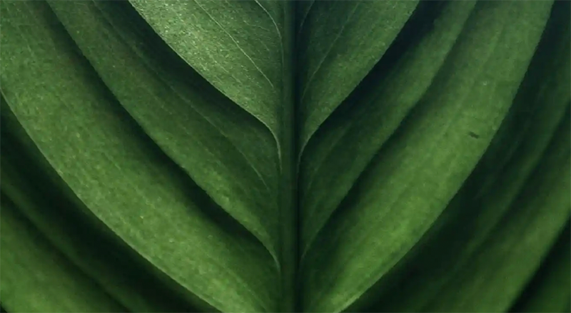 Close-up of green leaves, layered and overlapping.