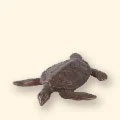 351
Sea Turtle
4" W • 9oz