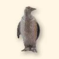 207
Penguin
3 1/2" H • 11.7oz