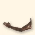 341
Medium Arm Hook
5" W • 7.9oz
