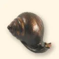 259
Snail
2" H • 1bl 11oz