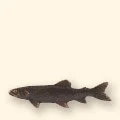 439L
Trout Pull
6" L • 4oz