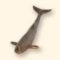 231
Sperm Whale Calf
5"L • 9.8oz