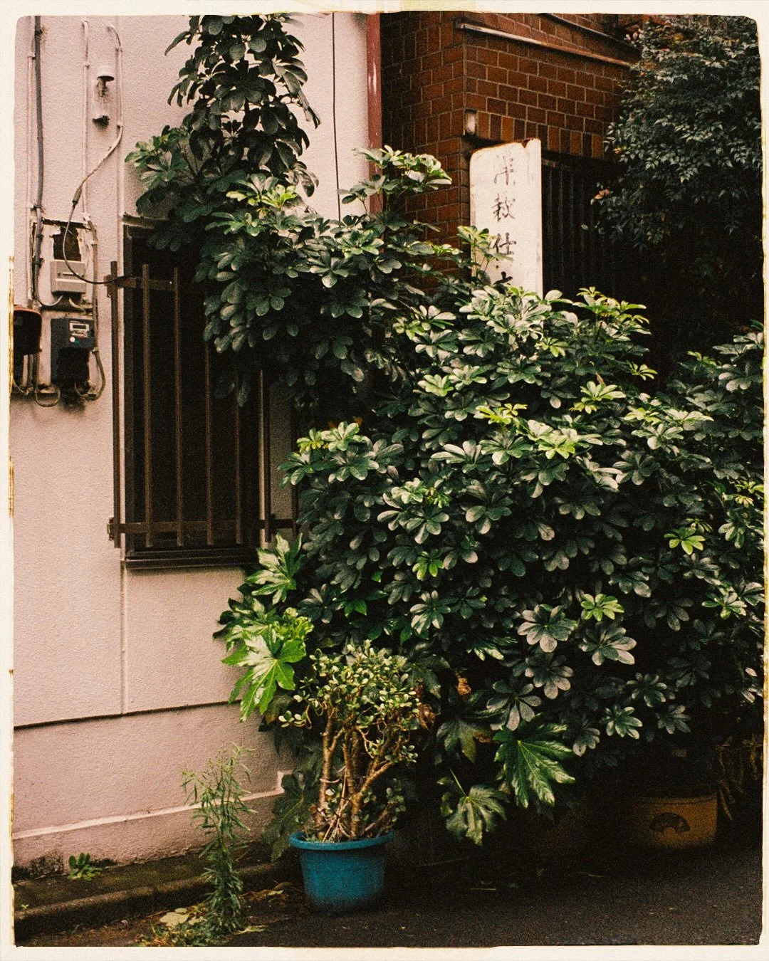 Neighborhood finds 🌳🔴😽