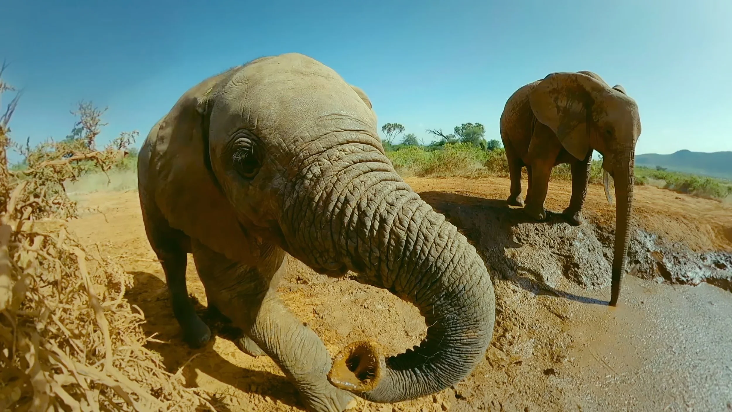 JDP_PromoImage_2_elephant calf.jpg
