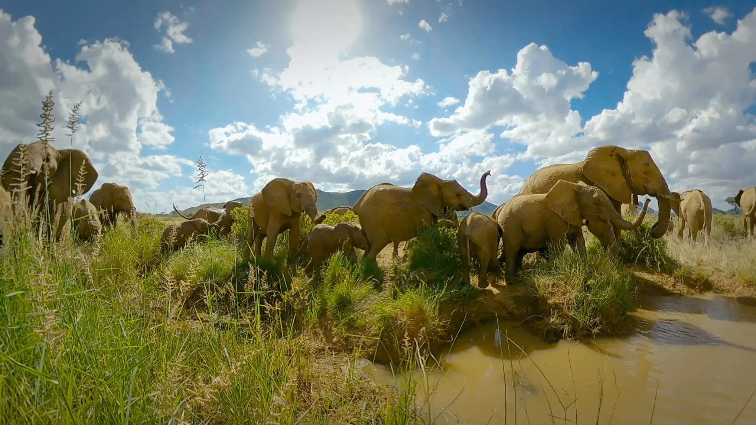 JDP_PromoImage_5_elephant.jpg