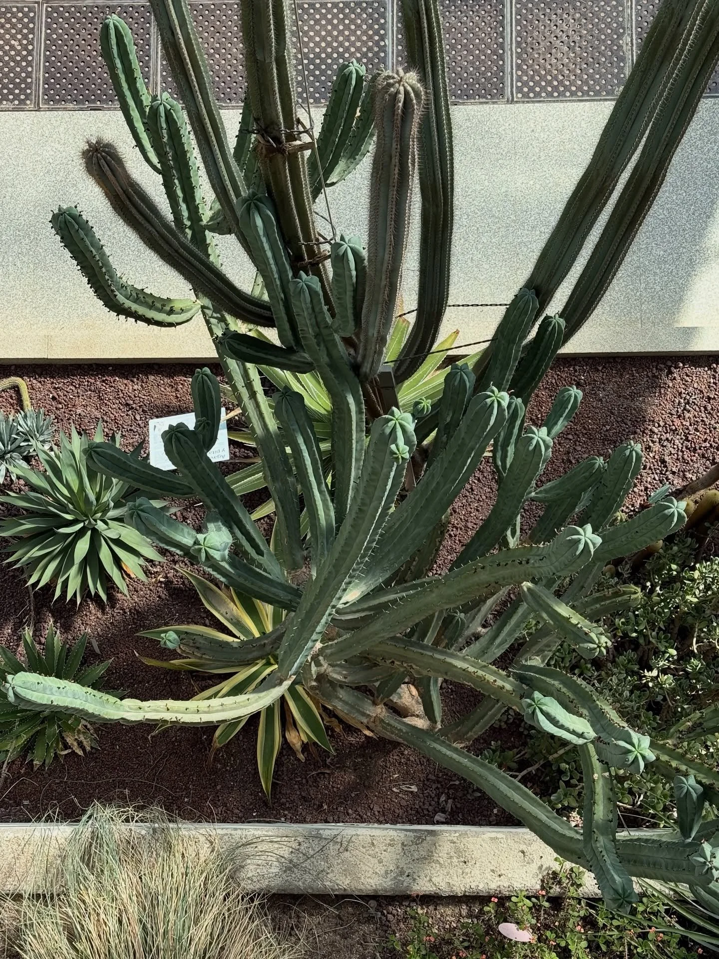 📷 at the Invernadero Santiago Castroviejo Bol&iacute;bar, Real Jard&iacute;n Bot&aacute;nico de Madrid

❊ Real Jard&iacute;n Bot&aacute;nico, Madrid, Spain. May 2025

&hellip;

#magritti #magrittidesign 

#designstudio #creativestudio #plants #flora