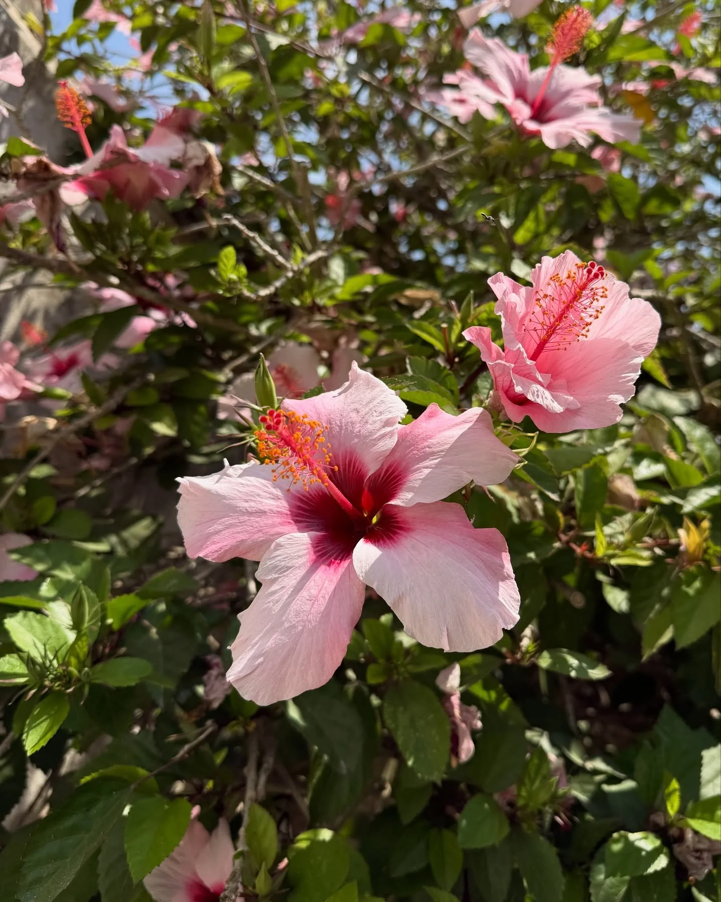 🌺 Hibiscus, &Oacute;bidos

❊ Porta Talhada, &Oacute;bidos, Portugal. August 2025

❀ Chinese hibiscus

&hellip;

#magritti #magrittidesign 

#designstudio #creativestudio #graphicdesign #plants #flowers #botanical #archives #photoarchives #artmagazin