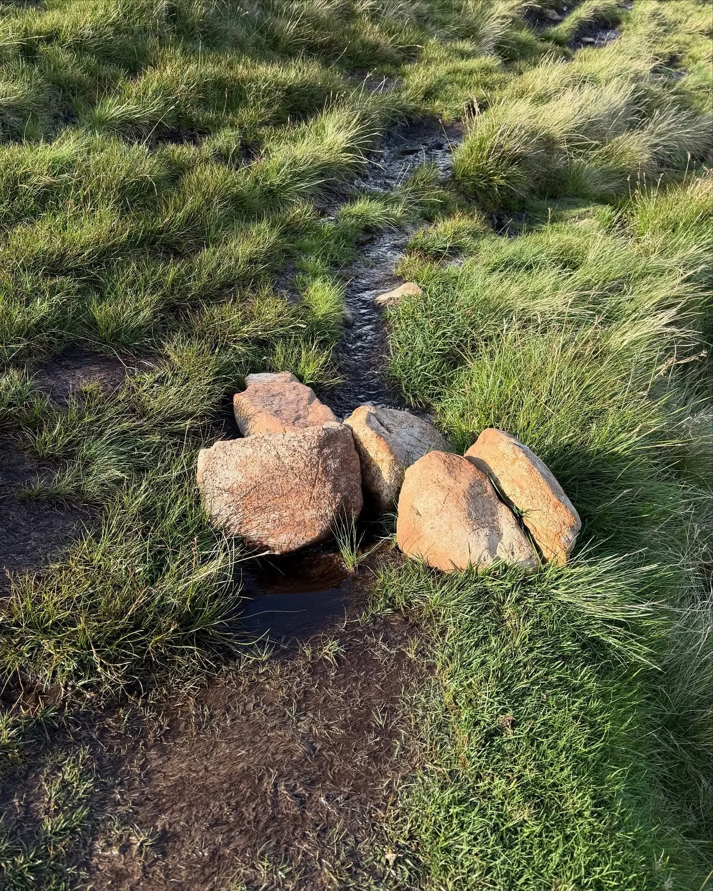 Beneath our feet! 👣

❊ The Quiraing, Portree, Scotland. August 2025

&hellip;

#magritti #magrittidesign 

#design #creative #plants #wildflowers #mountains #botany #botanics #botanicalarchives #hiking #quiraing #portree #isleofskye #scotland