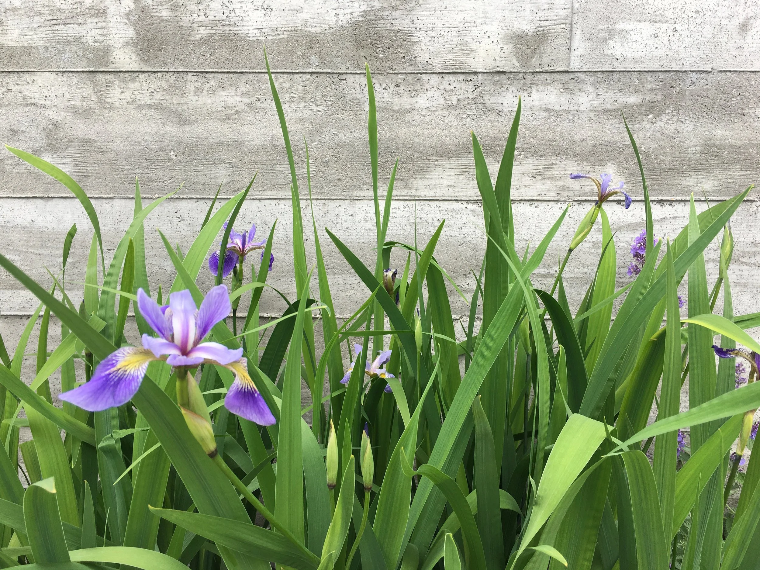 Green grass and purple flowers with a gray wooden wall in the background.