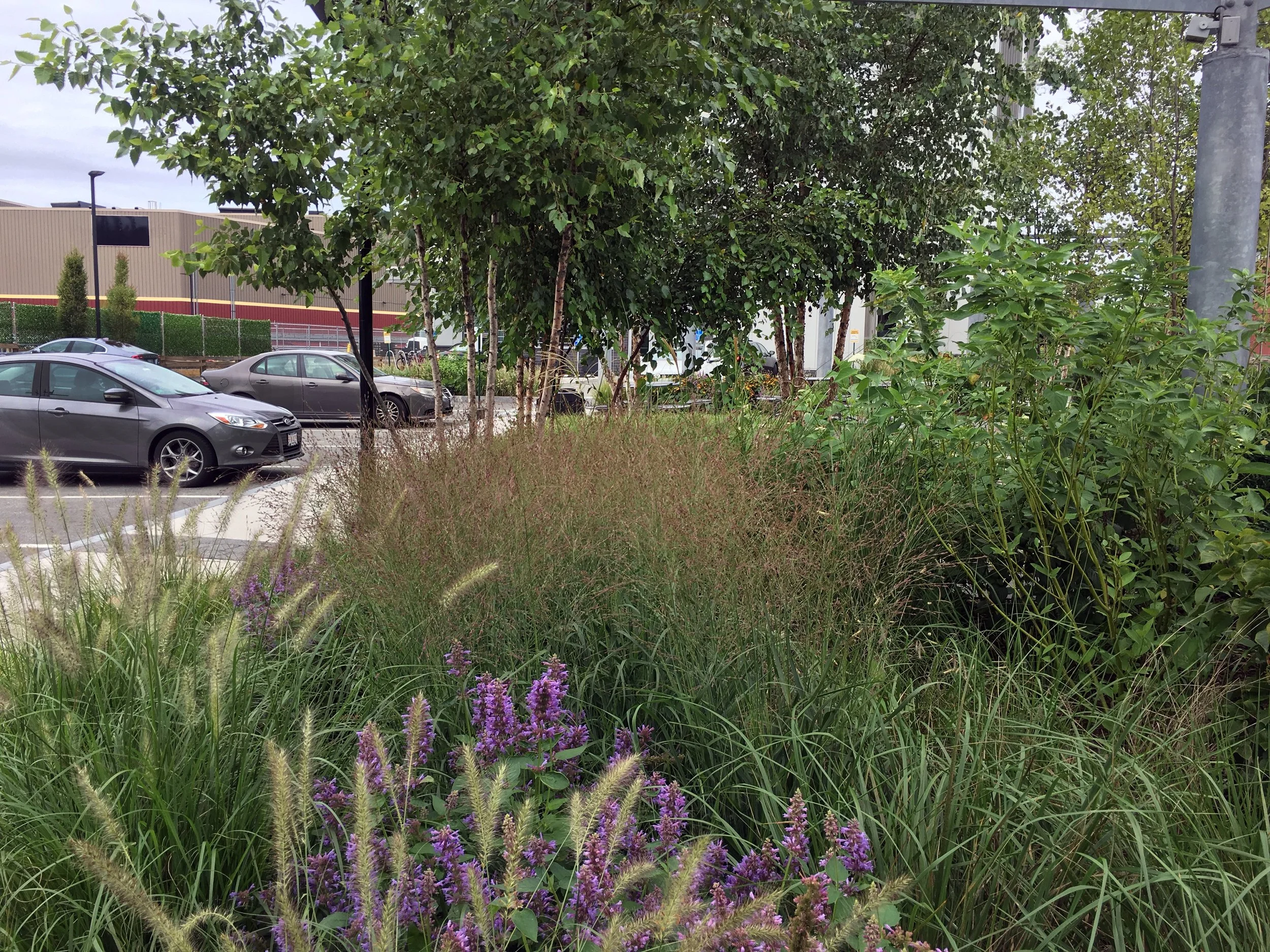 A landscaped area with purple flowers in the foreground, green shrubs and tall grass, and a parking lot with cars and a building in the background.