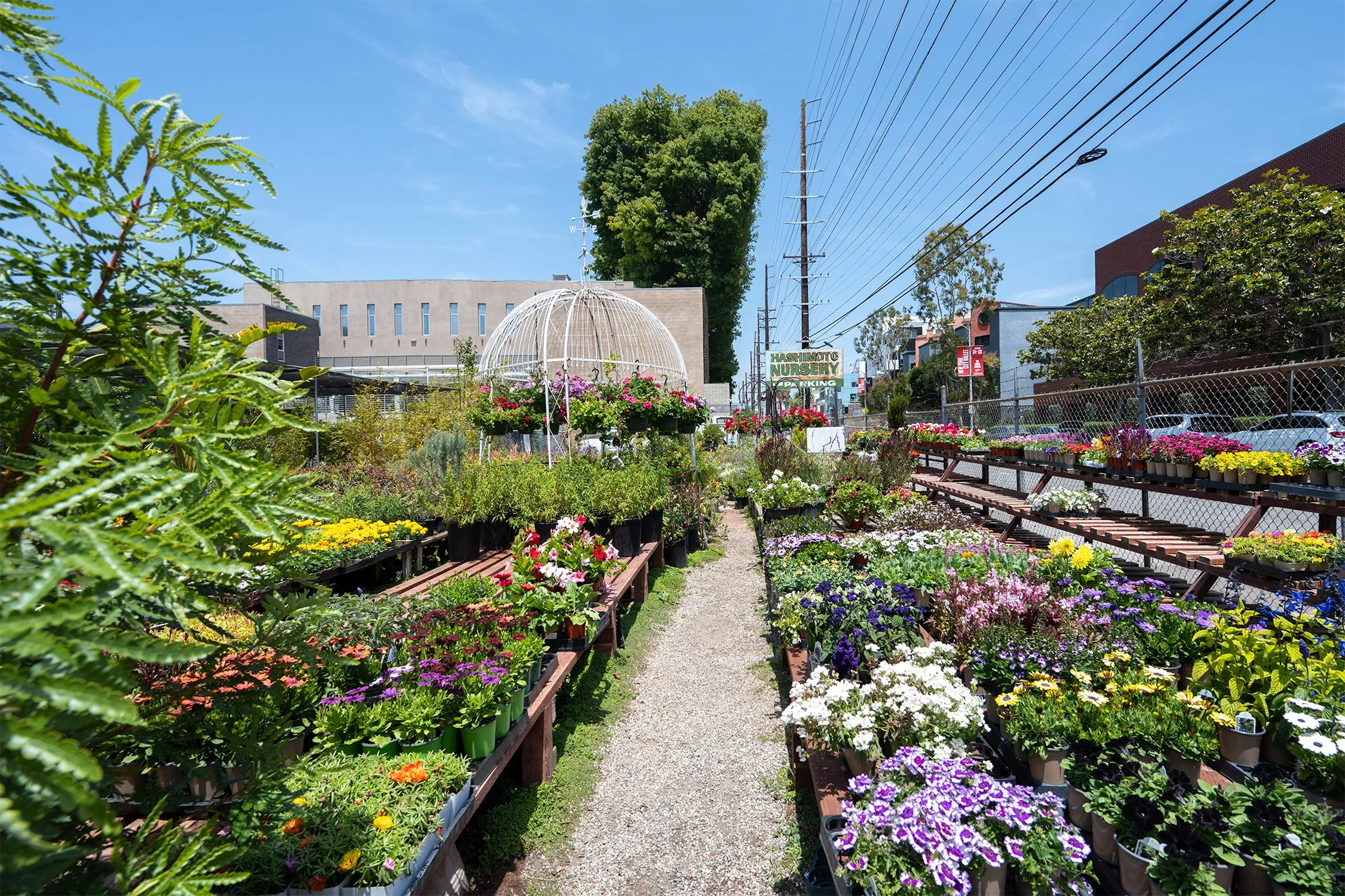 001_SAWTELLE.jpg