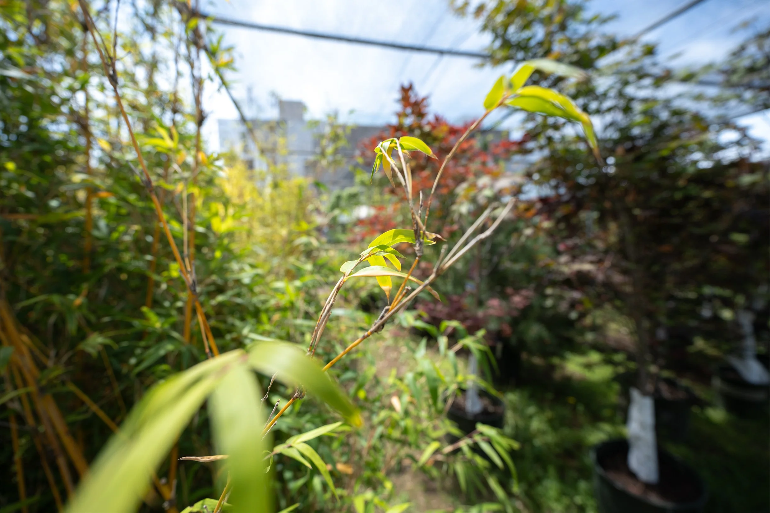 Gardens