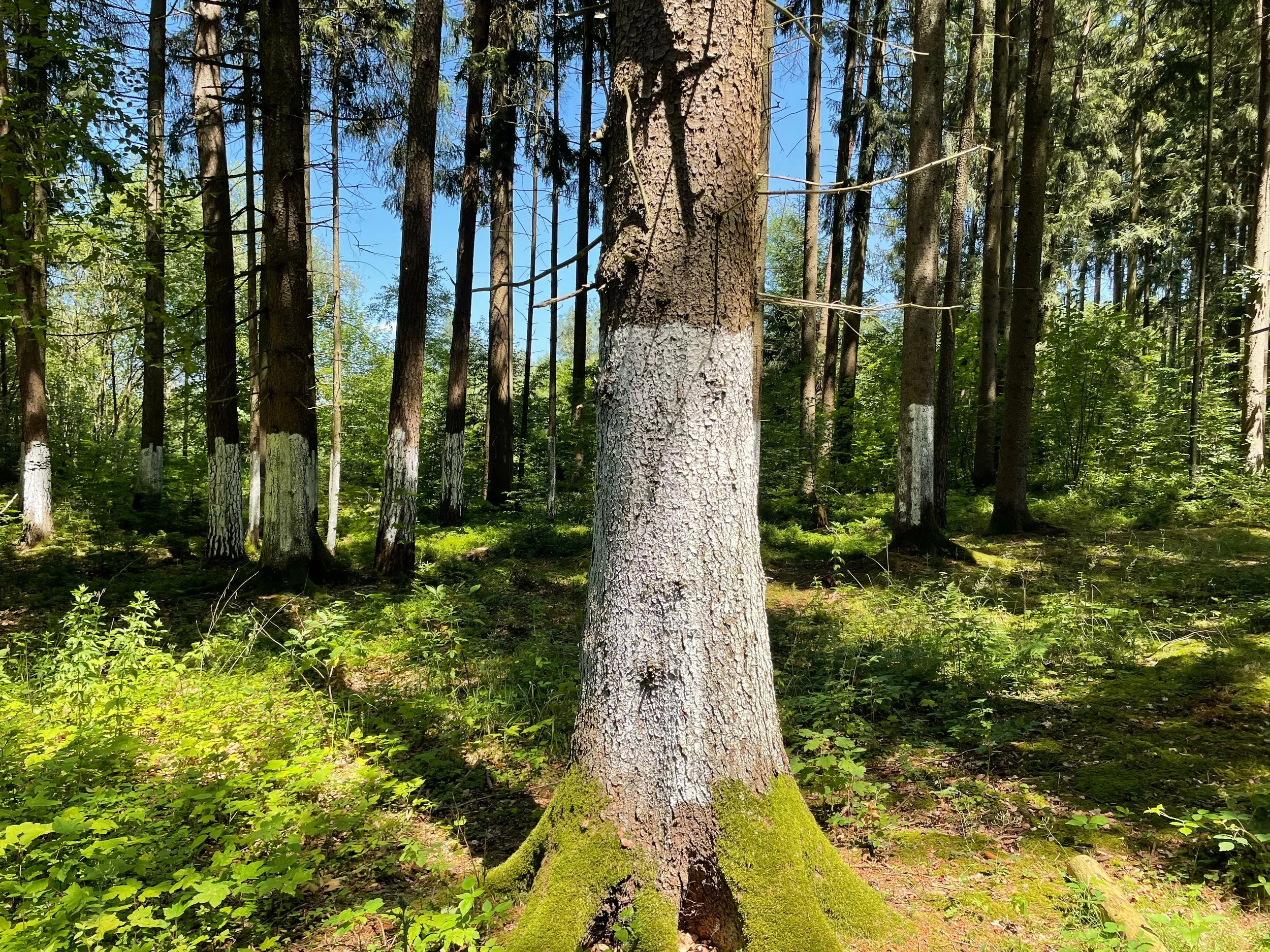 A forest scene with numerous tall trees, some with white-painted trunks representing concentration camp prisoners, under a clear blue sky. The forest floor is covered with green plants, moss, and patches of sunlight.