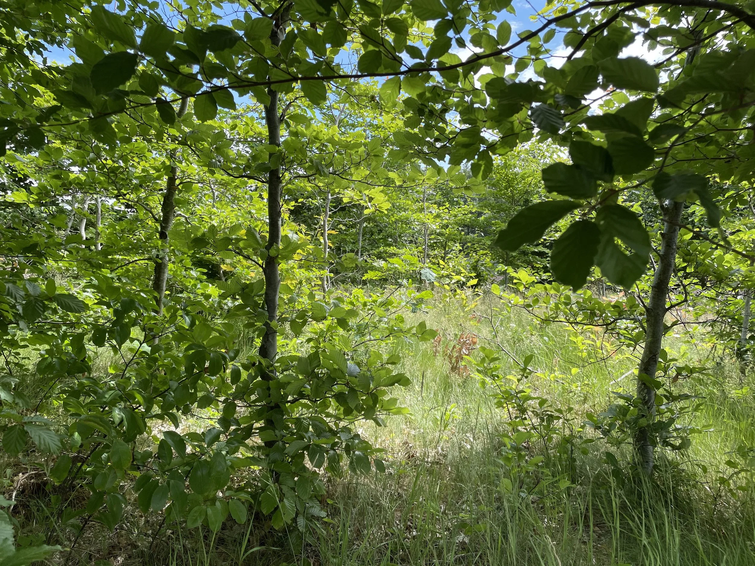 A dense forest scene with green leaves and tall trees, sunlight filtering through the canopy, with grass and underbrush at the forest floor.