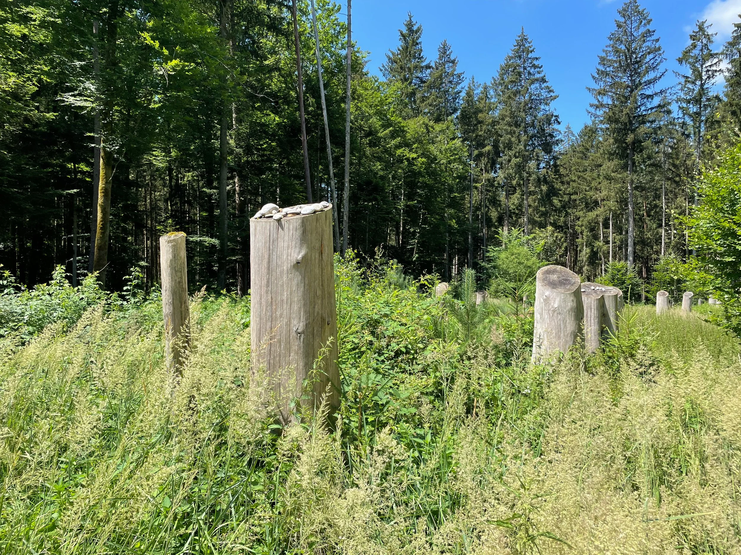 Cut trees memorializing a Holocaust mass grave site within a forest scene with tall green trees and blue sky.