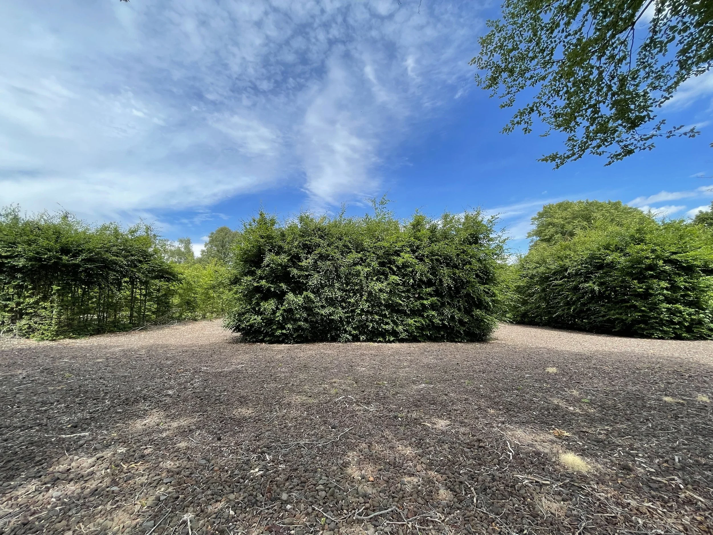 A clear blue sky with some wispy clouds, green bushes, and trees on the horizon, and a dirt ground in the foreground.