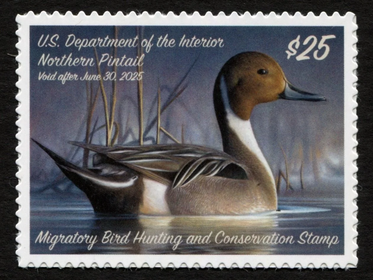 RW91 2024-25 Northern Pintail Mint XF Duck Stamp