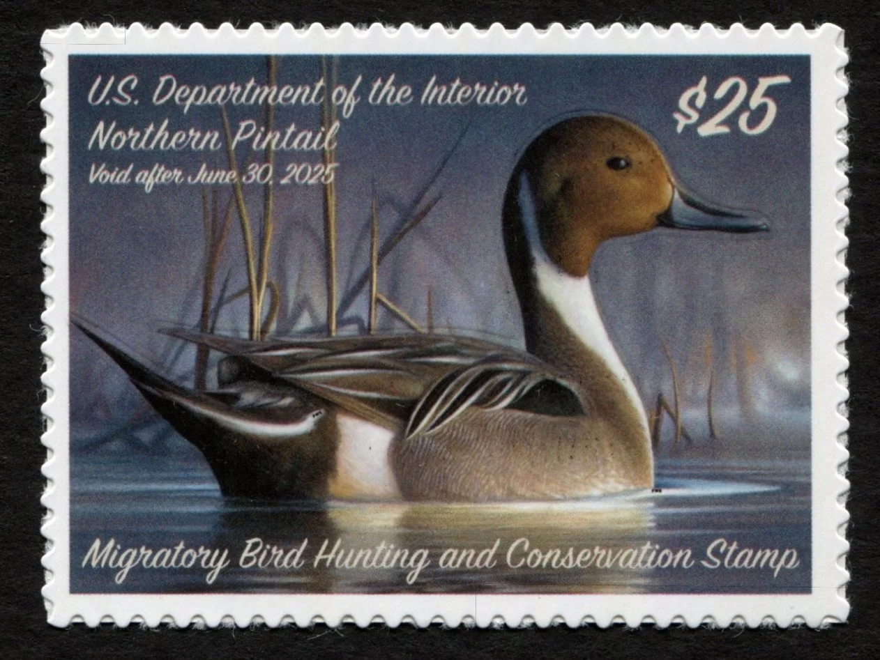 RW91 2024-25 Northern Pintail Mint VF-XF Duck Stamp