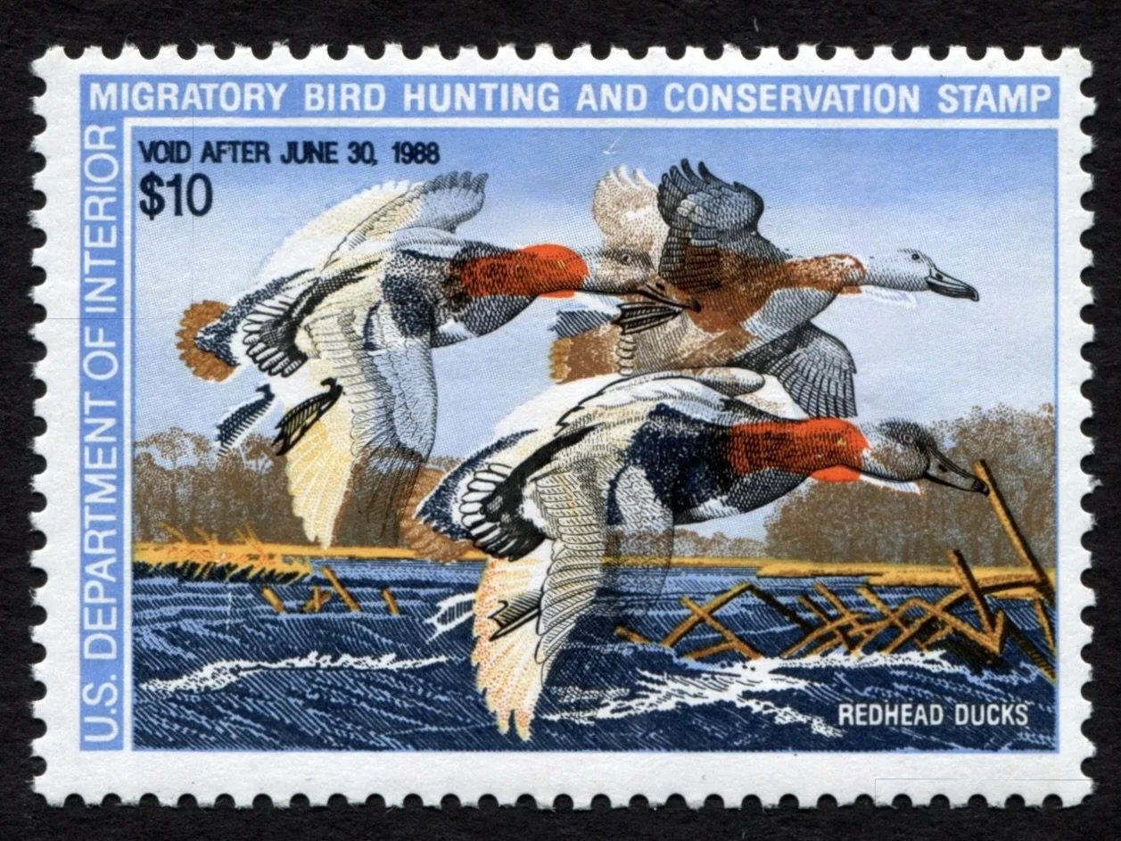 RW54 1987-88 HUGE COLOR SHIFT ERROR - DG Redhead Ducks MNH