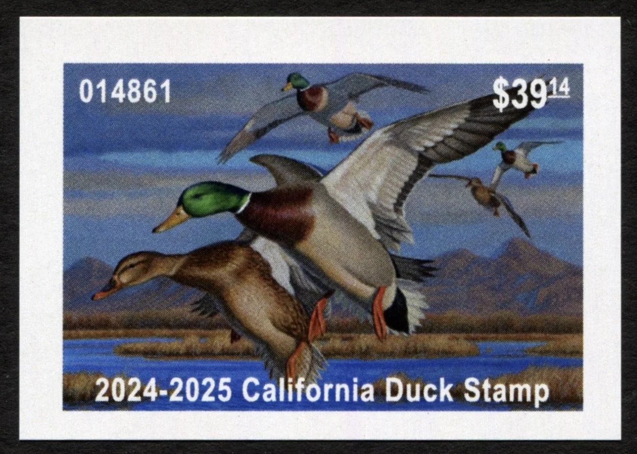 CA53 2024-25 California Duck Stamp, Mallards in Flight, Sutter Buttes MNH