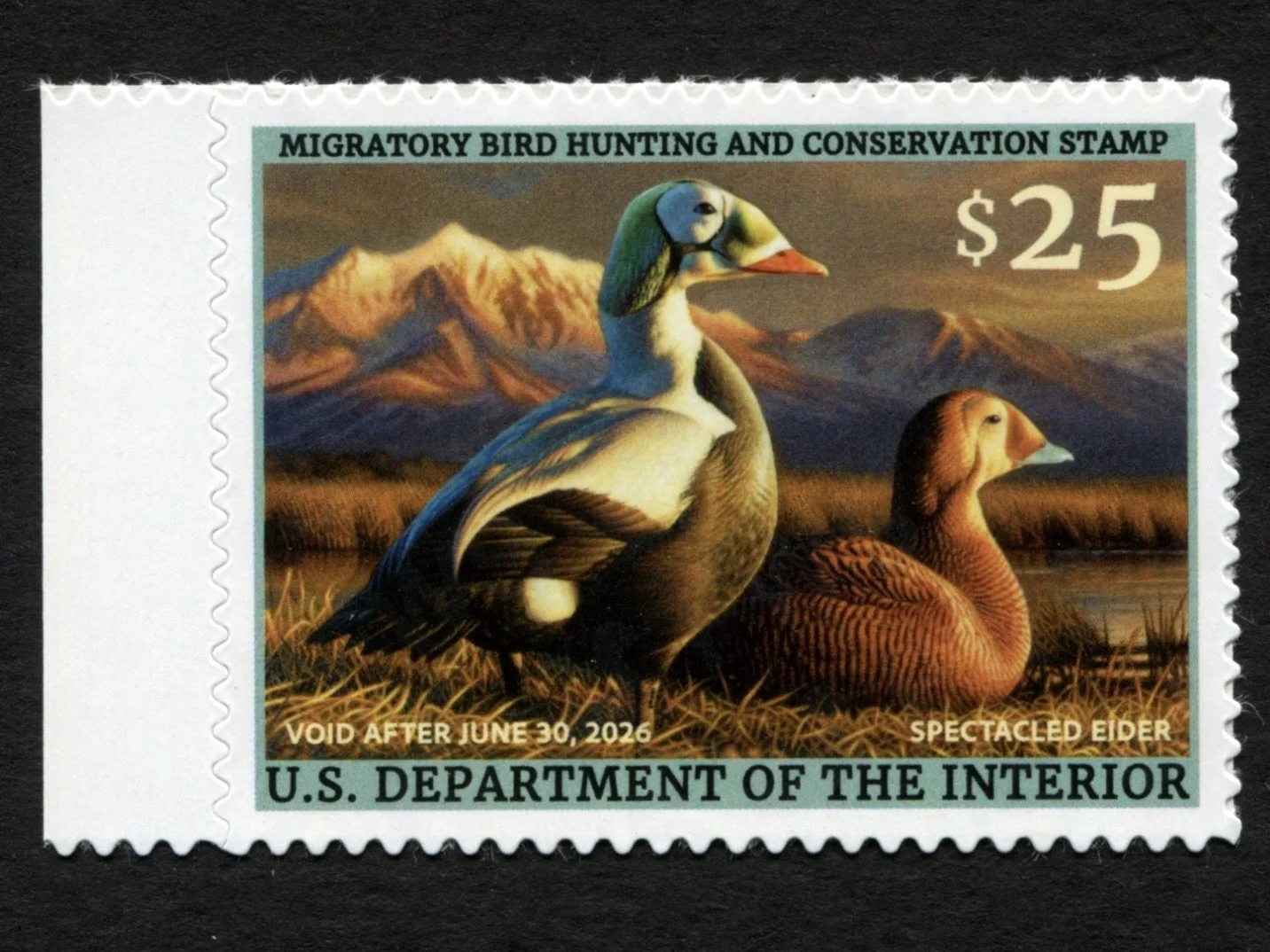 RW92 2025-26 Spectacled Eider Mint VF-XF Duck Stamp
