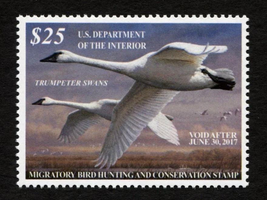 RW83 2016-17 Trumpeter Swans, Mint VF-XF Duck Stamp
