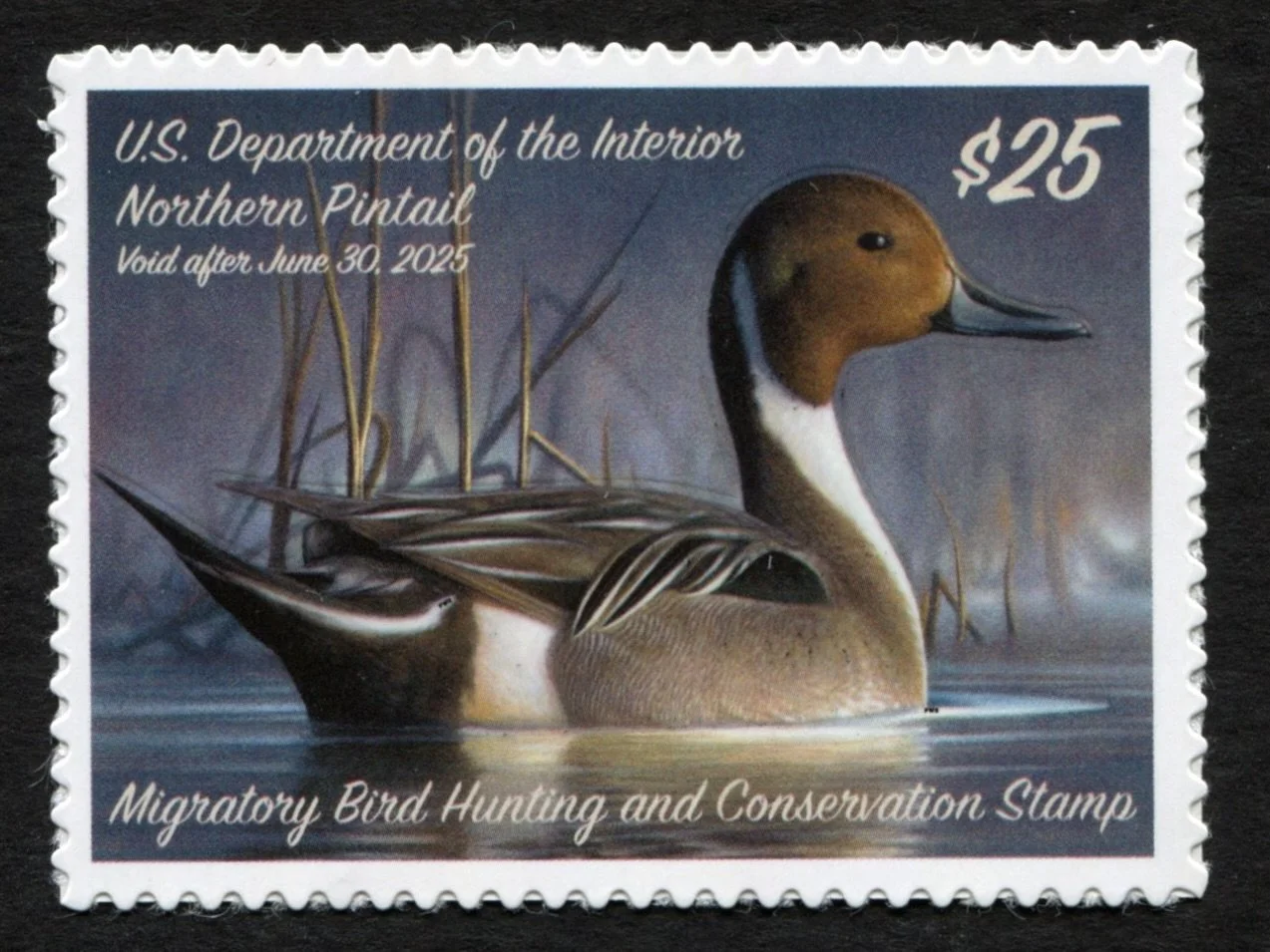 RW91 2024-25 Northern Pintail Mint XF Duck Stamp