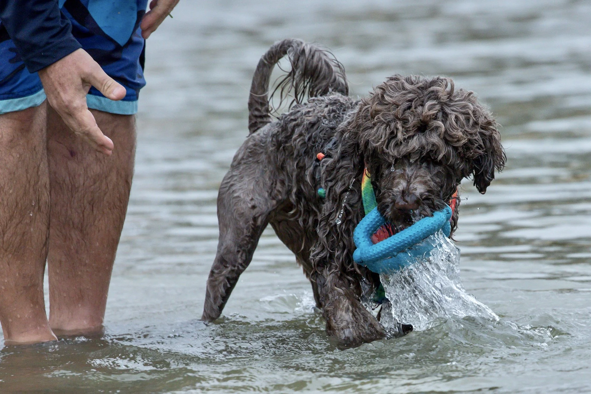 Land Training Session (No Dogs)