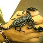 A hand holding a black scorpion.