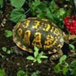 A yellow and black patterned turtle on soil surrounded by green plants.