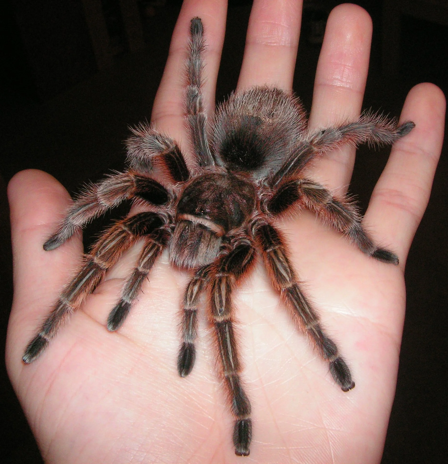 A large, fuzzy tarantula spider resting on a person's open palm, with dark and light markings on its legs and body.