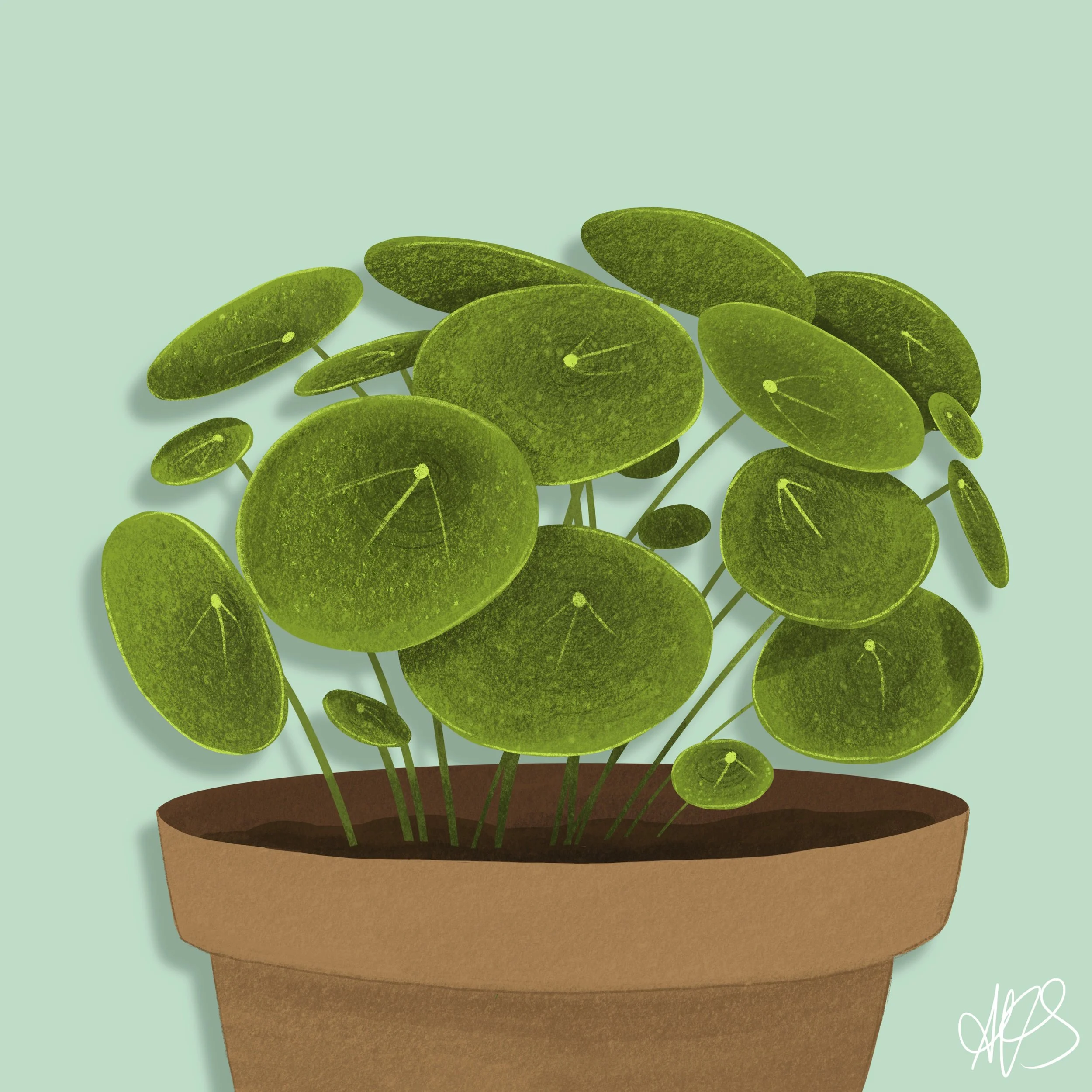Pilea_.jpg