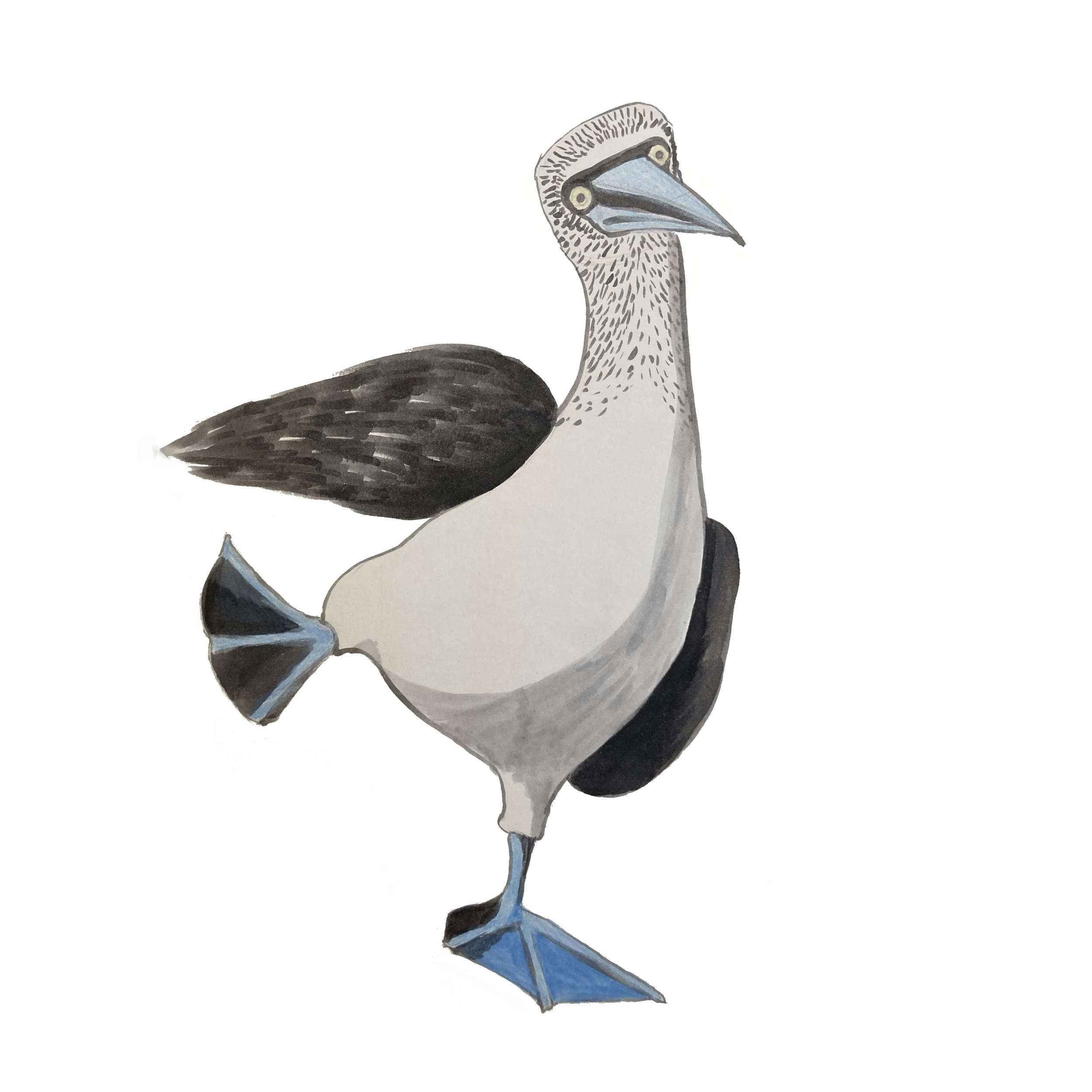 Blue Footed Booby Sticker