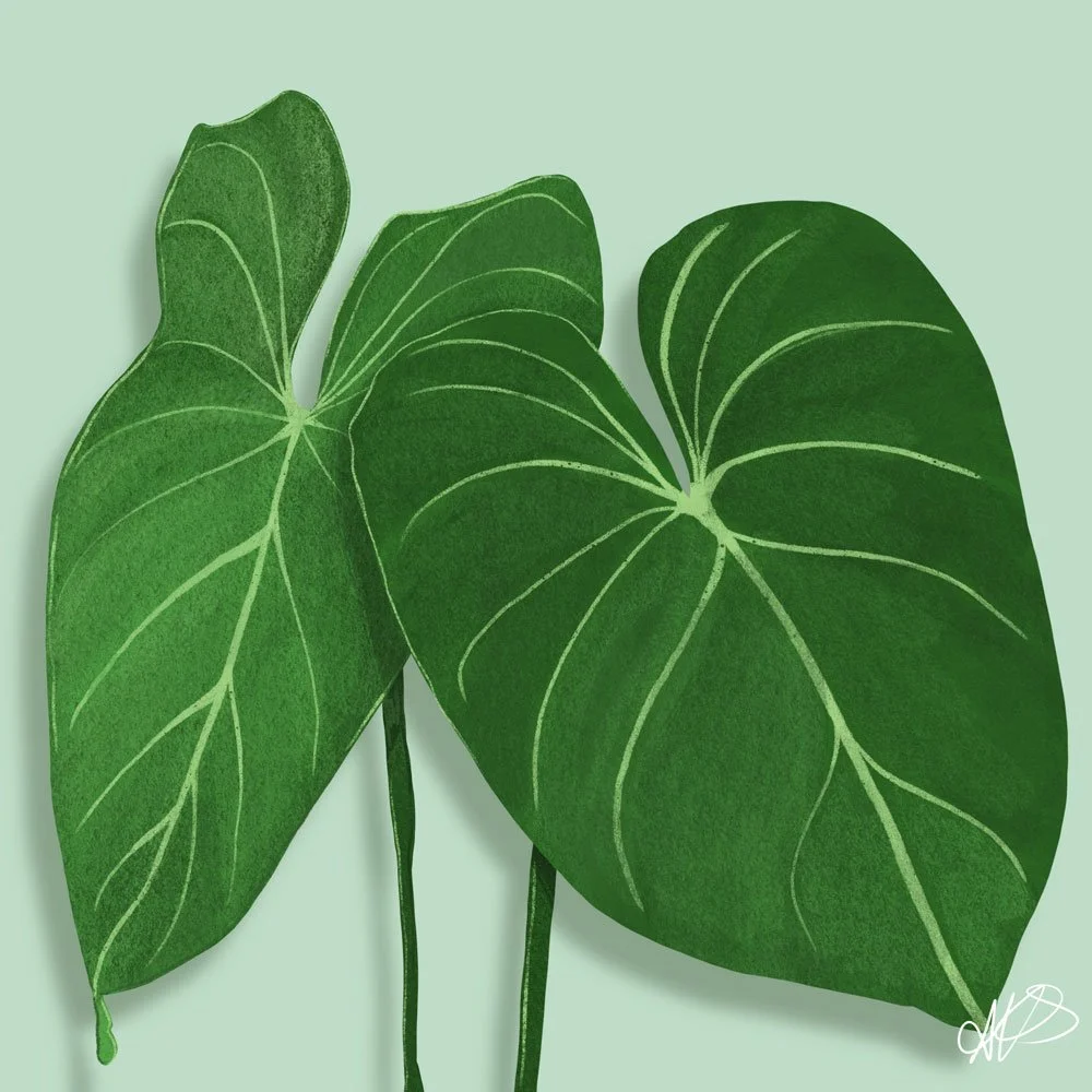 Alison-Sanders---Pothos.jpg