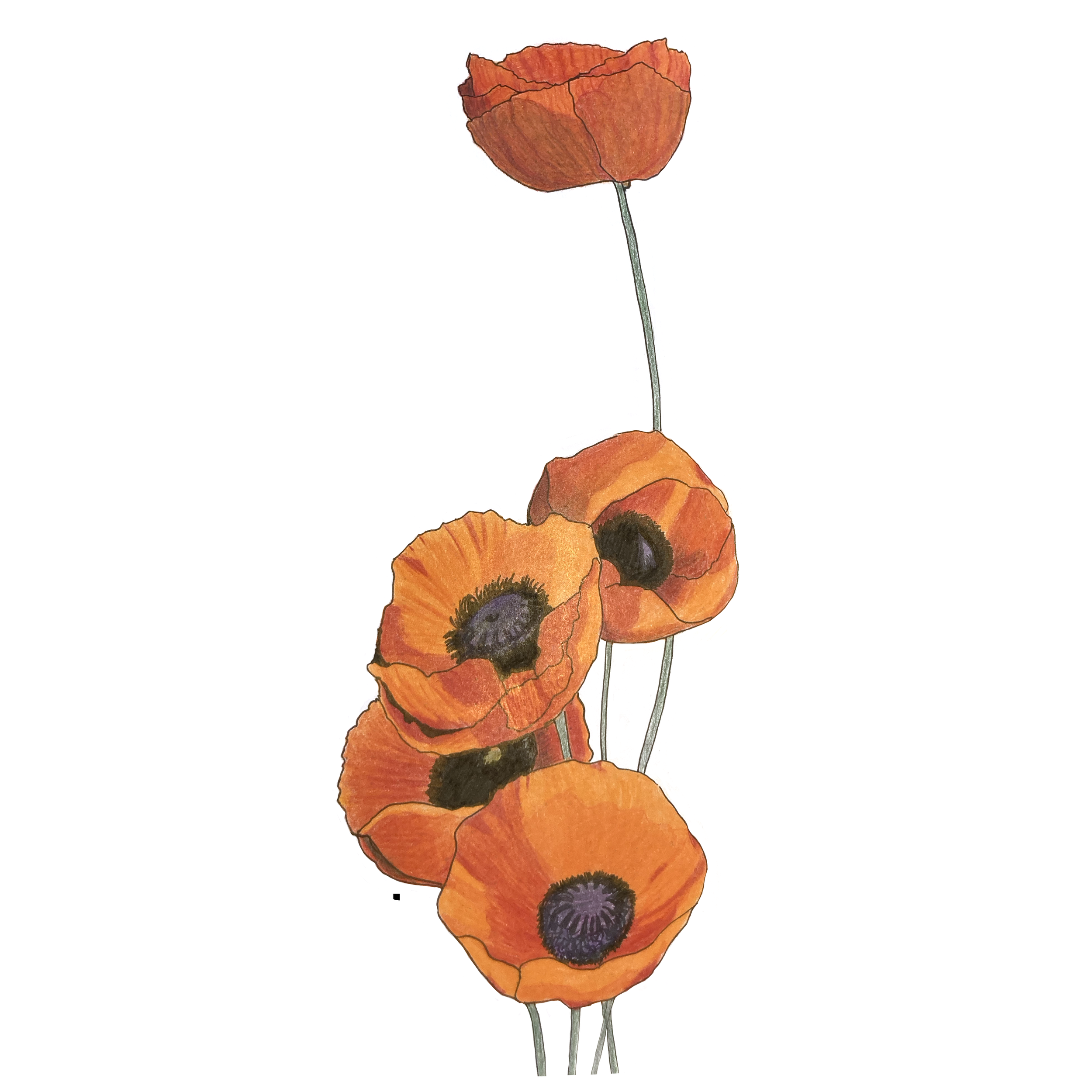 California Poppy Sticker