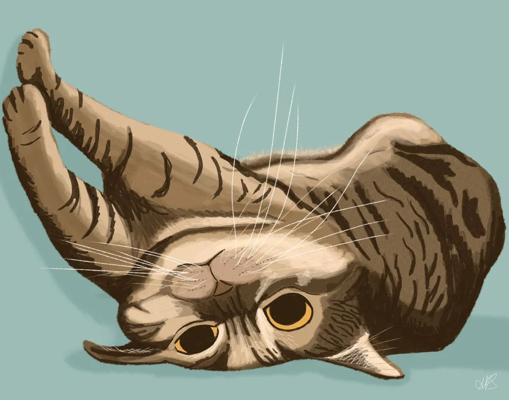 Alison-Sanders---Derpy-Cat---web.jpg
