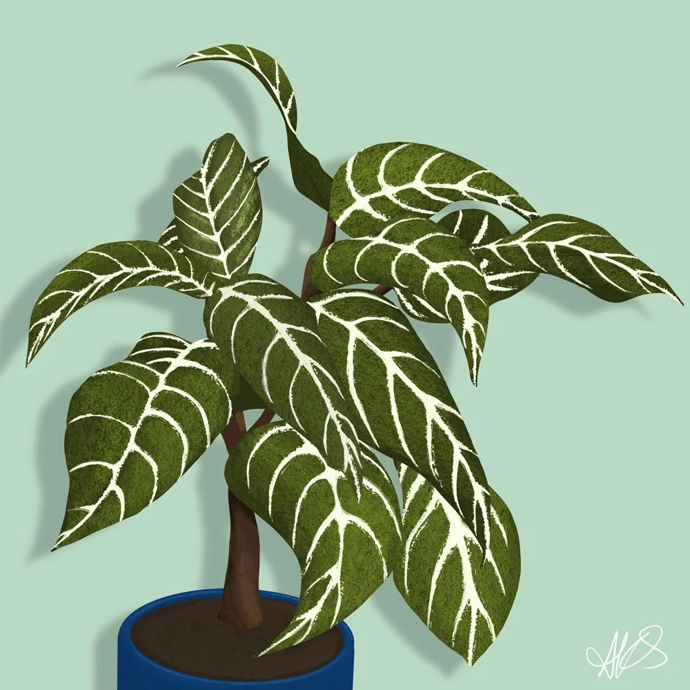 Alison-Sanders---Zebra_Plant.jpg