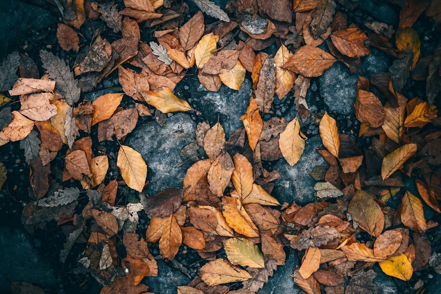fall📷
#mik #ikozosseg #countryside #igdaily #vscohungary #photography #sonyphotography #sonyalpha #ig_hungary #roamers #roamersclub #roamersclublife #naturephotography #autumn #leaf #rust #colorful #detail #travelphotography #october #autumnvibes #d