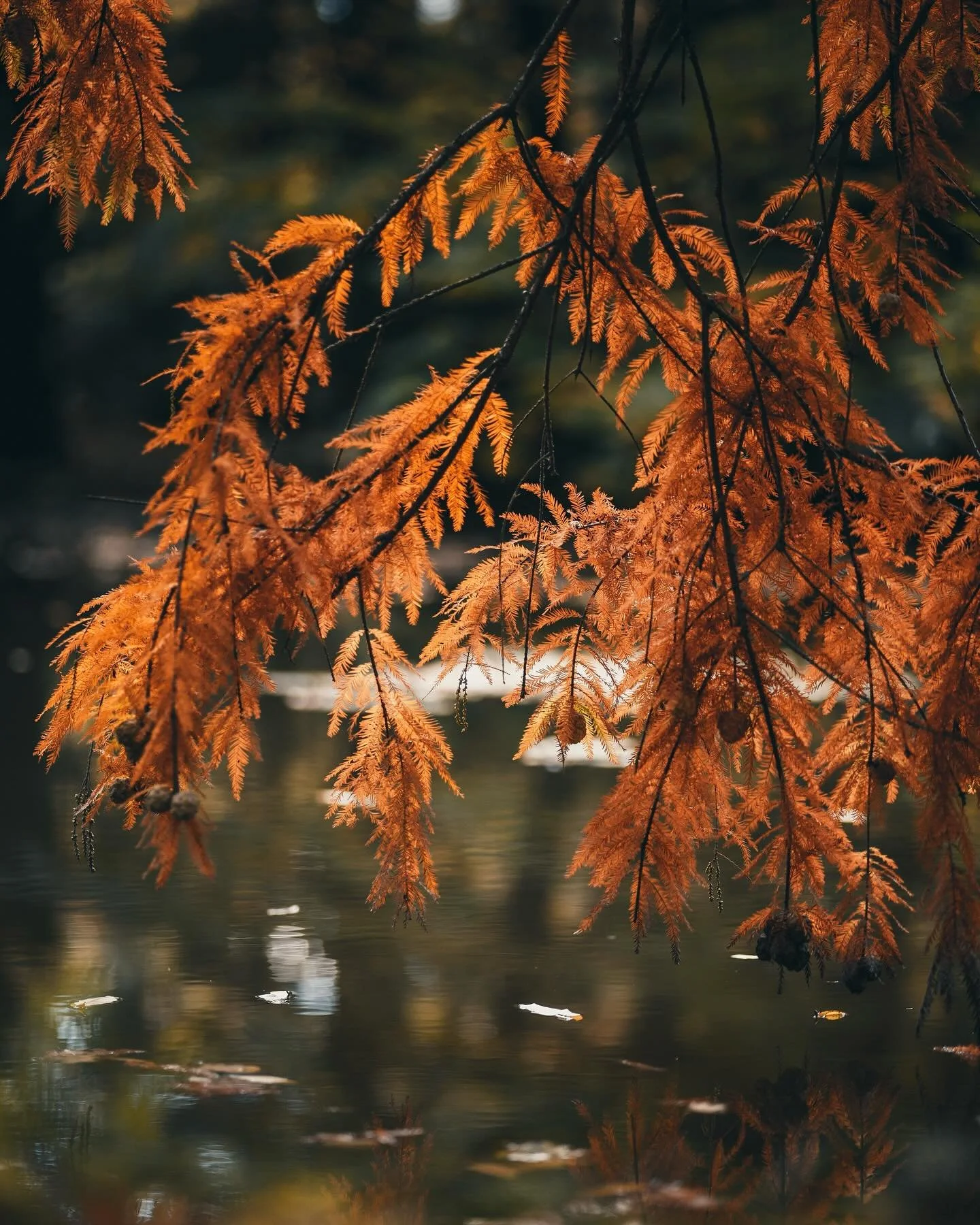 fall📷
#mik #ikozosseg #countryside #igdaily #vscohungary #photography #sonyphotography #sonyalpha #ig_hungary #roamers #roamersclub #roamersclublife #naturephotography #autumn #leaf #rust #colorful #detail #travelphotography #october #autumnvibes #d