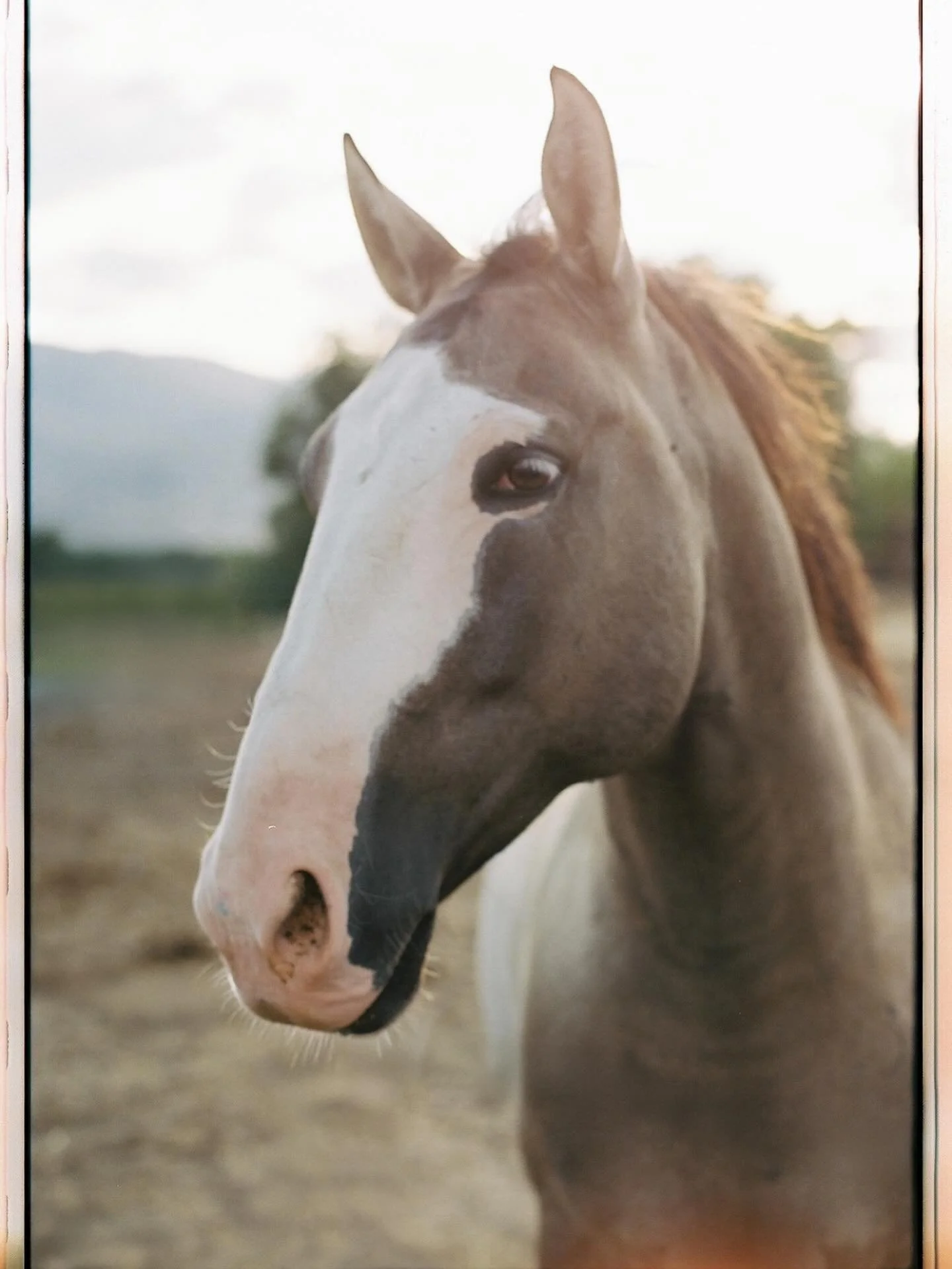 Courage, resilience, clarity, trusting your instincts and forward motion.. I&rsquo;m in.

Year of the horse shot on 35mm film #yearofthehorse #firehorse #shotonﬁlm #35mm #filmphotography