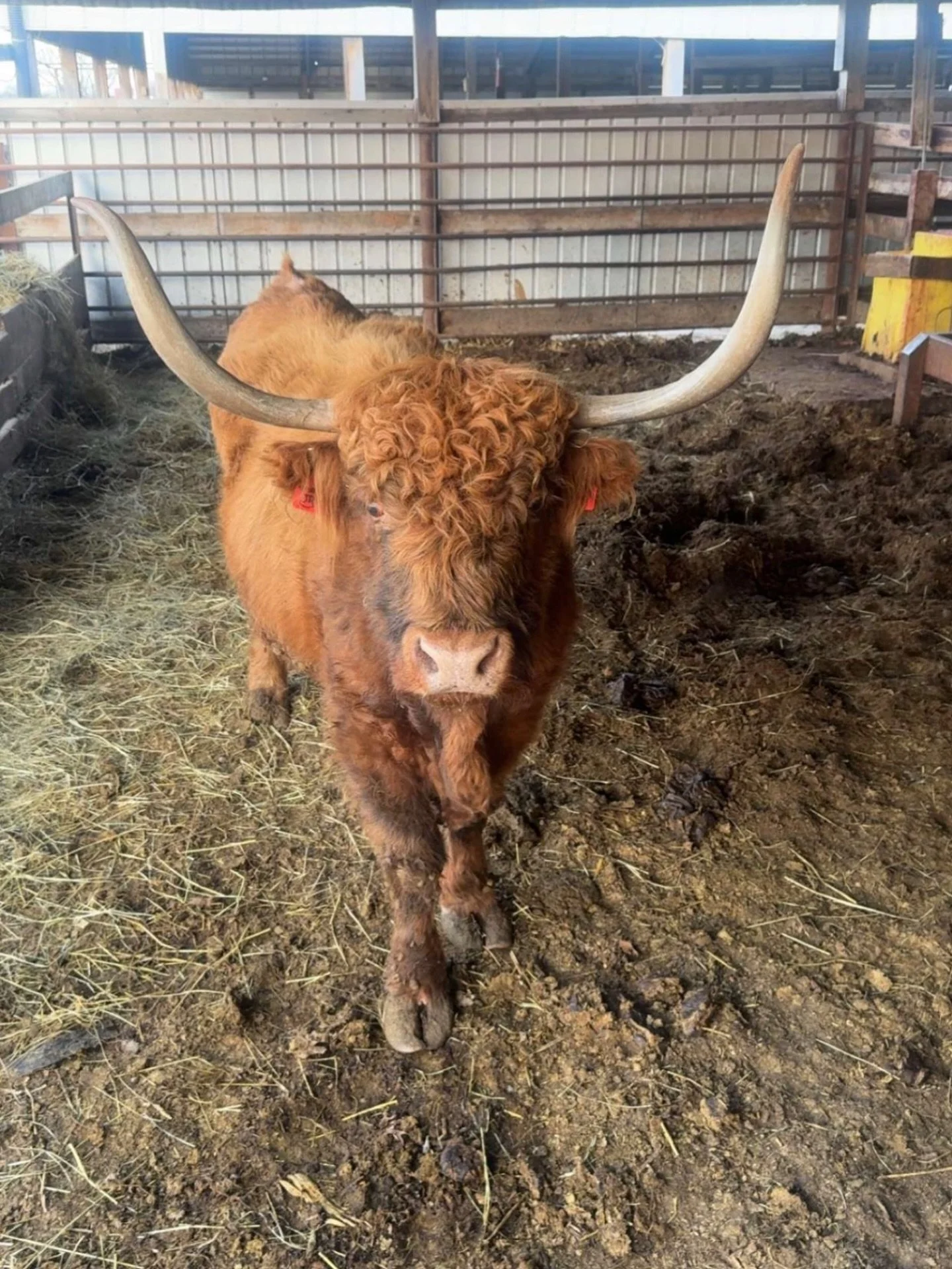 Patiently waiting for the day one of these guys makes it on a trailer bound for the Behrens ranch ⏳